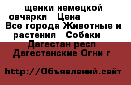 щенки немецкой овчарки › Цена ­ 15 000 - Все города Животные и растения » Собаки   . Дагестан респ.,Дагестанские Огни г.